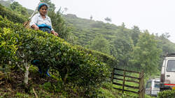 A worker in Darjeeling
