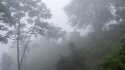 Mist Covered Tea Garden