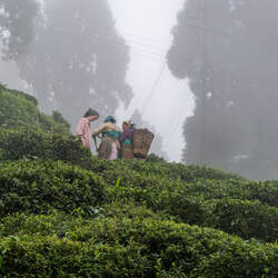 Discover Darjeeling: A Journey Through the Tea Gardens - Conclusion